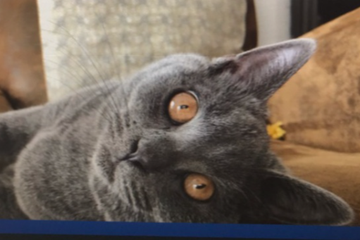 Missing Cat - Compiègne