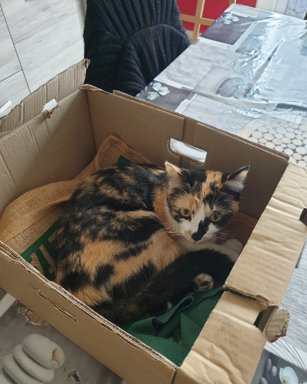 Missing Cat - Chassors