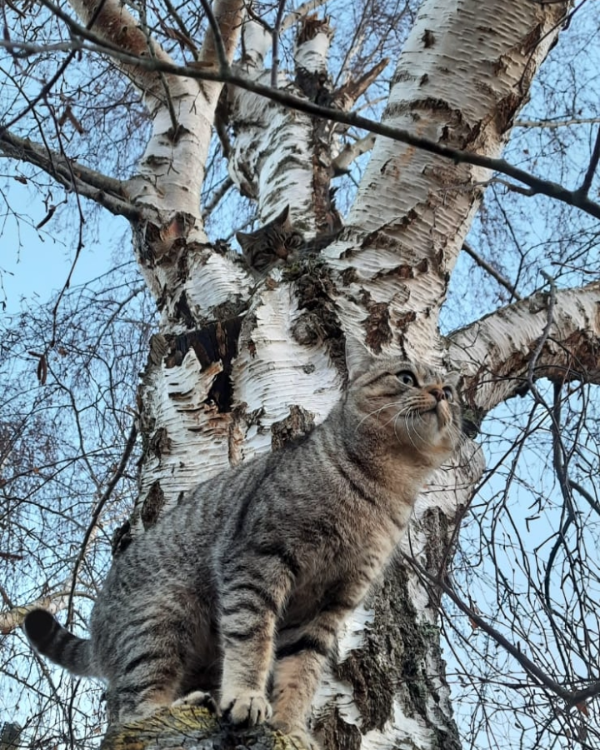 Missing Cat - Miserey