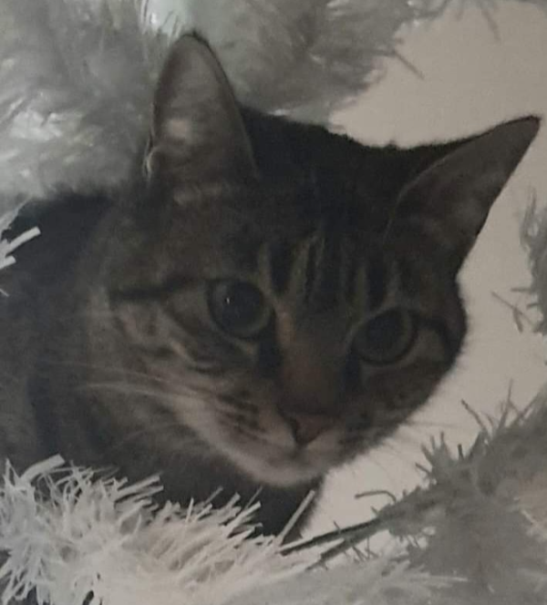 Missing Cat - Yèvres