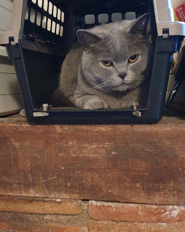 Missing Cat - Saint-Sulpice-la-Pointe