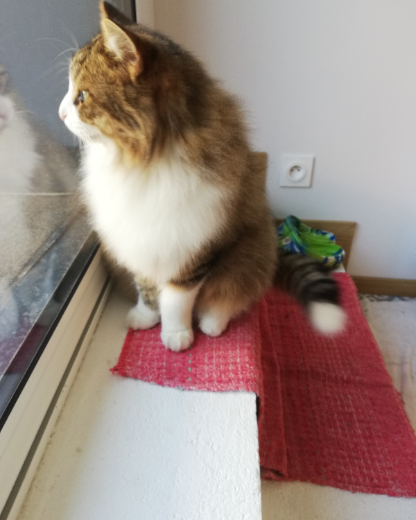 Missing Cat - Marmande