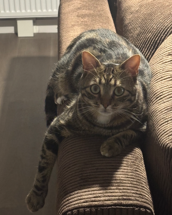 Missing Cat - Buxerolles