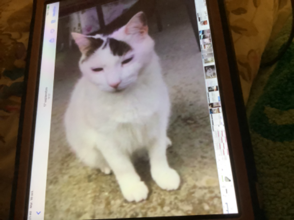 Missing Cat - La Réorthe