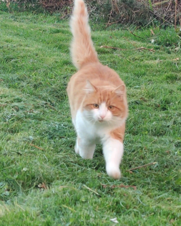 Missing Cat - Plouzévédé