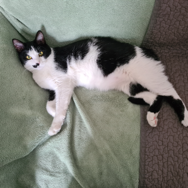 Found Cat - Limerzel