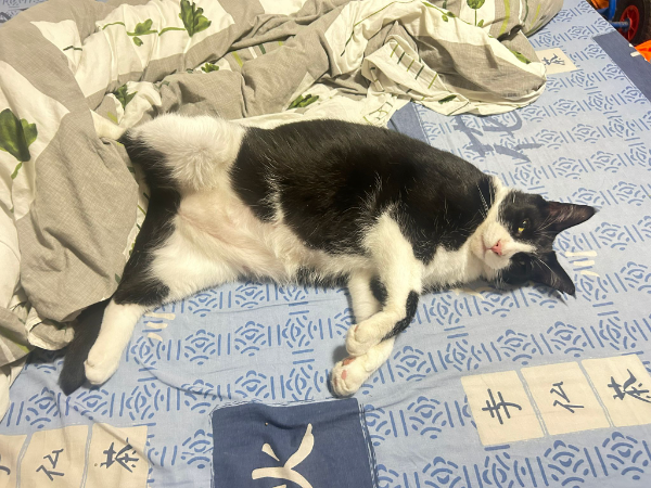 Missing Cat - Sainte-Pazanne