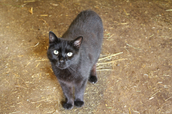 Missing Cat - Billemont, Autheuil-en-Valois