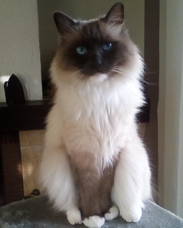 Missing Cat - Le Teil