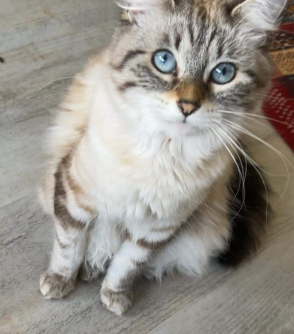 Missing Cat - Dunkerque