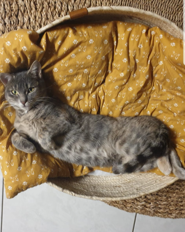 Missing Cat - Villers-le-Lac