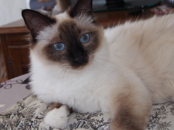 Missing Cat - Rives-d'Autise