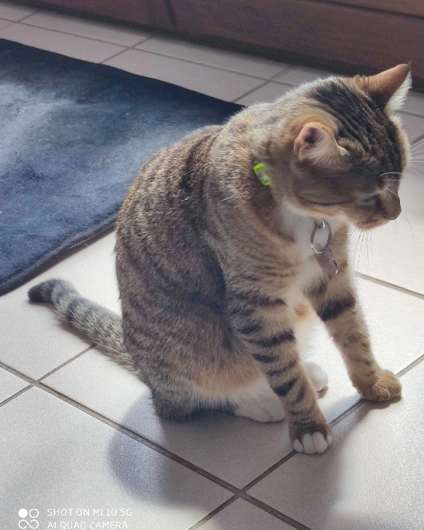 Missing Cat - Xertigny