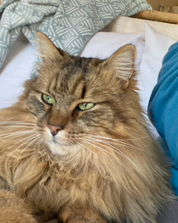 Missing Cat - La Chapelle-aux-Bois