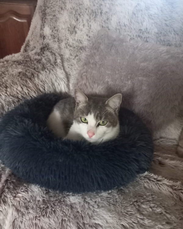 Missing Cat - Maubeuge