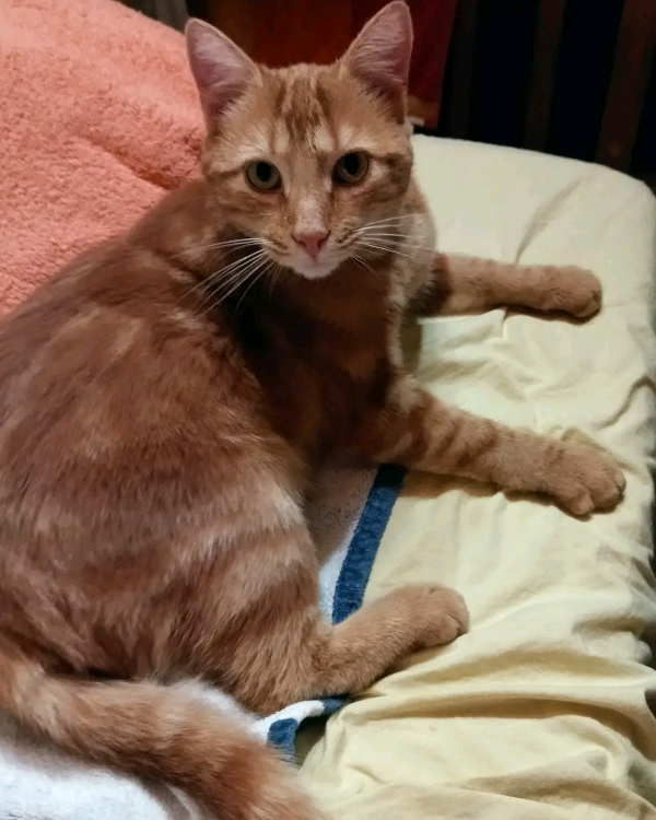 Missing Cat - Oyonnax