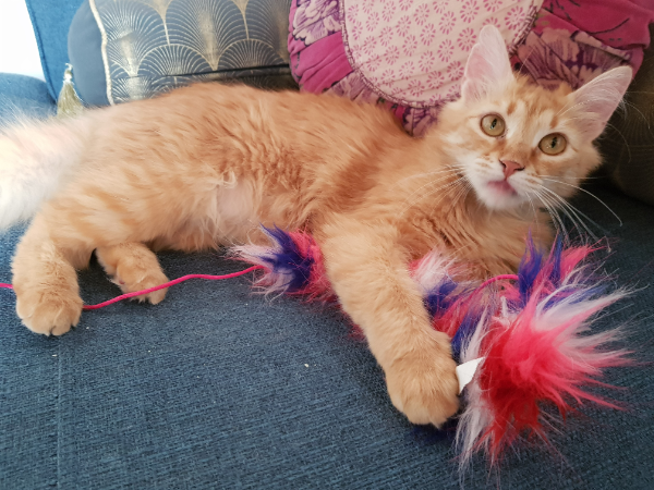 Missing Cat - Arnaville