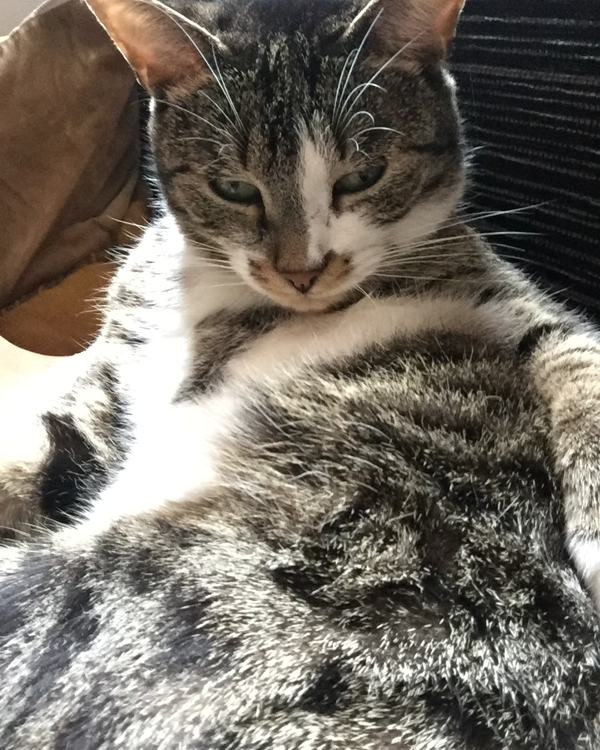 Missing Cat - Doussard