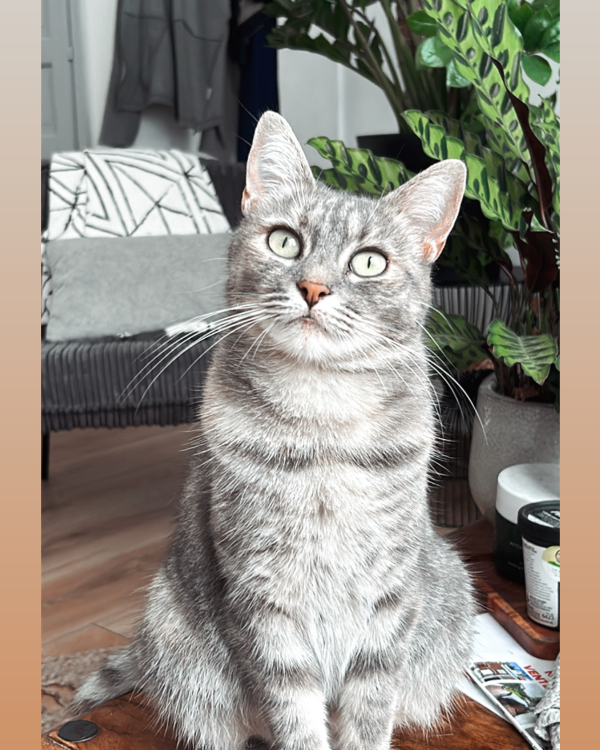 Missing Cat - Tourcoing