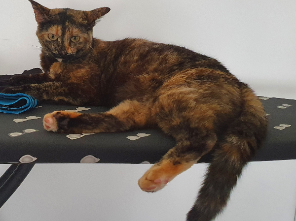 Found Cat - Chateauneuf