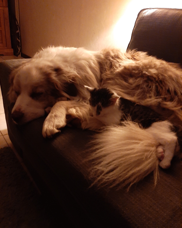 Missing Cat - Mouleydier