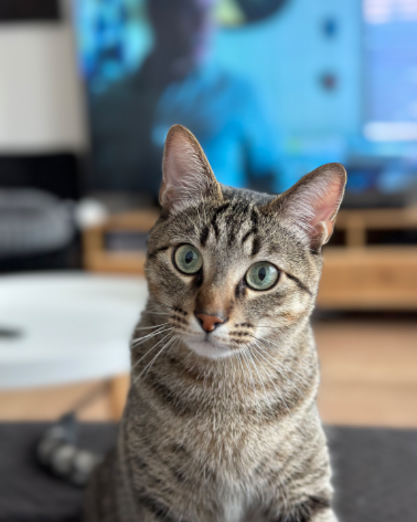 Missing Cat - Plouvien