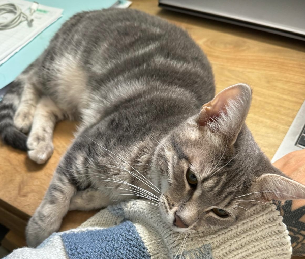 Missing Cat - Mallemort