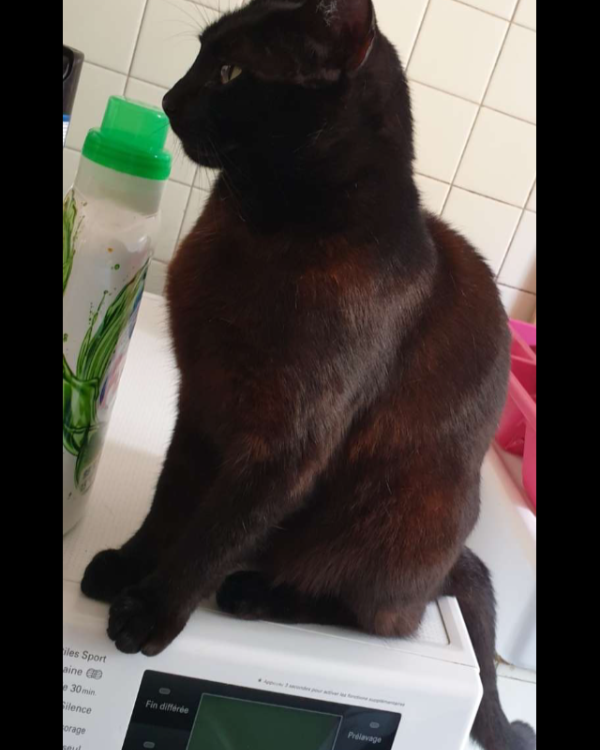 Missing Cat - Carcassonne