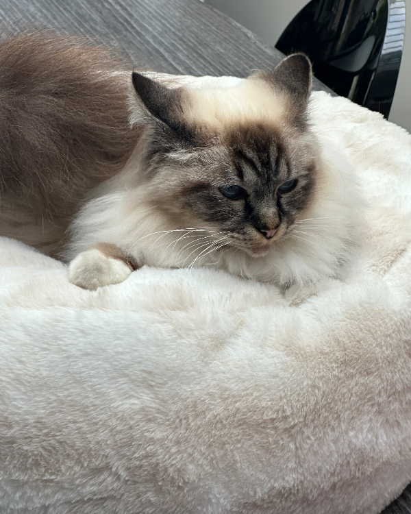 Missing Cat - Vincennes