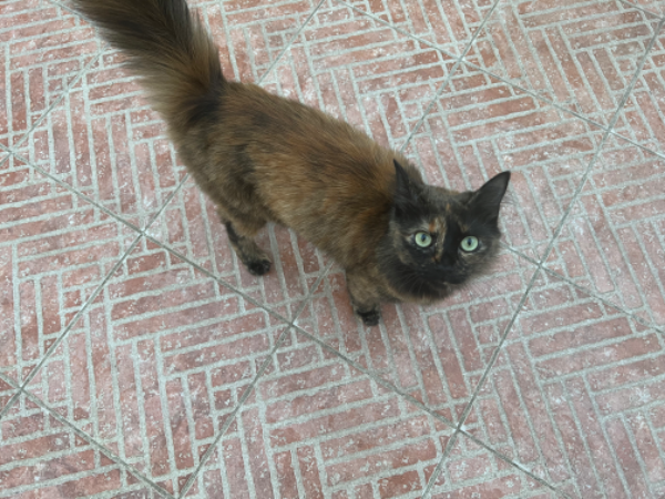 Missing Cat - Carcassonne