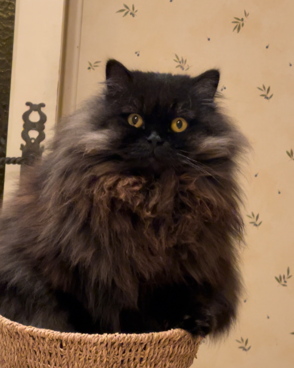 Missing Cat - Saint-Seurin-de-Cadourne