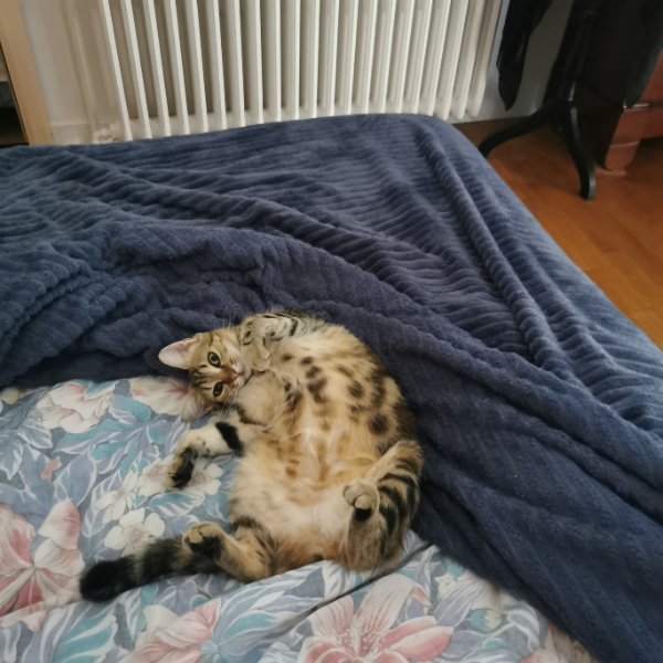 Missing Cat - Saint-Victurnien