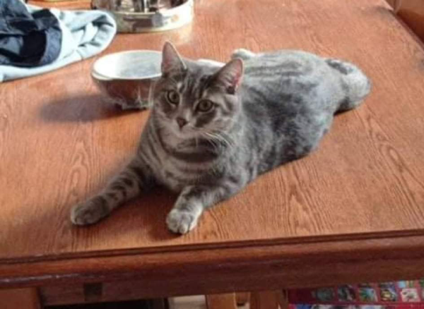 Missing Cat - Remiremont