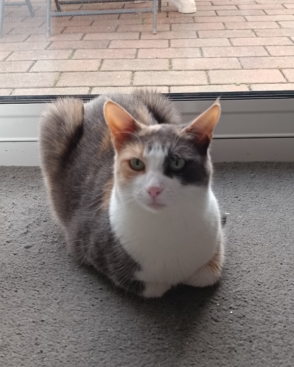 Missing Cat - Quiberon