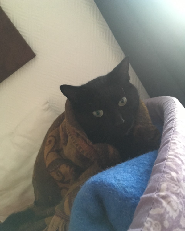 Missing Cat - Saint-Brice