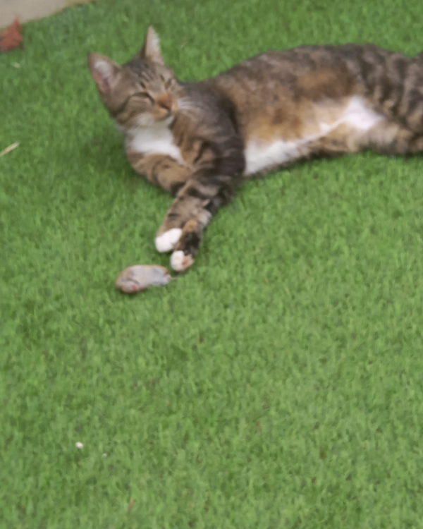 Missing Cat - Monéteau