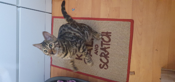 Missing Cat - Bellevigne-les-Châteaux