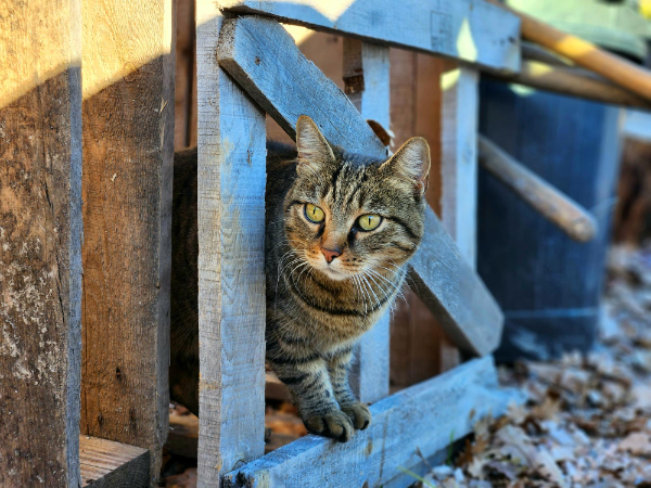 Missing Cat - Brignoles