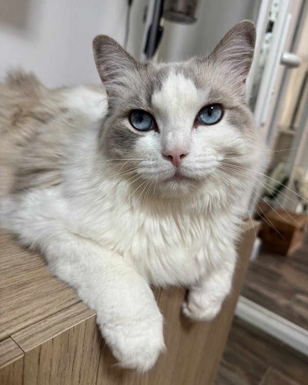 Found Cat - Marseille