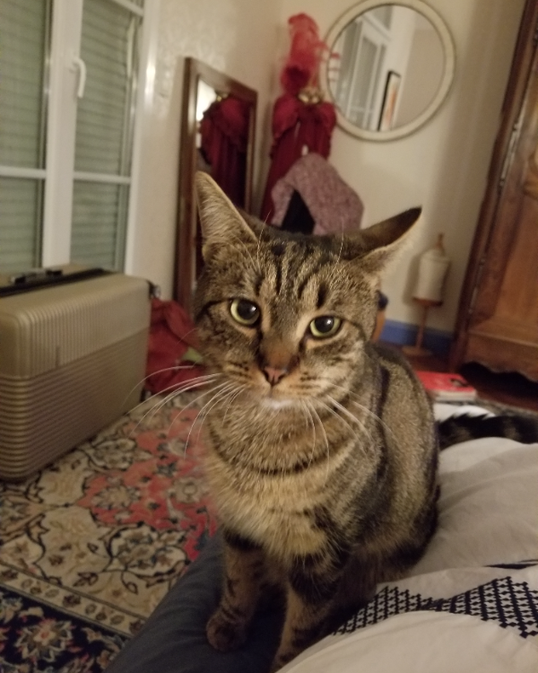 Found Cat - Vire-Normandie