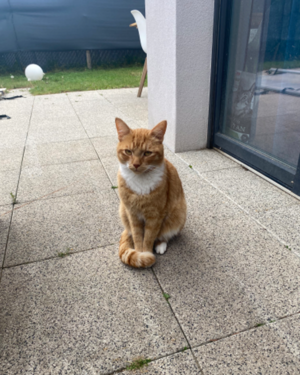 Missing Cat - Schwindratzheim