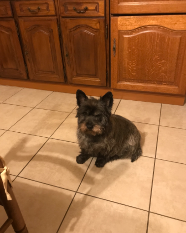 Missing Cat - Carantec