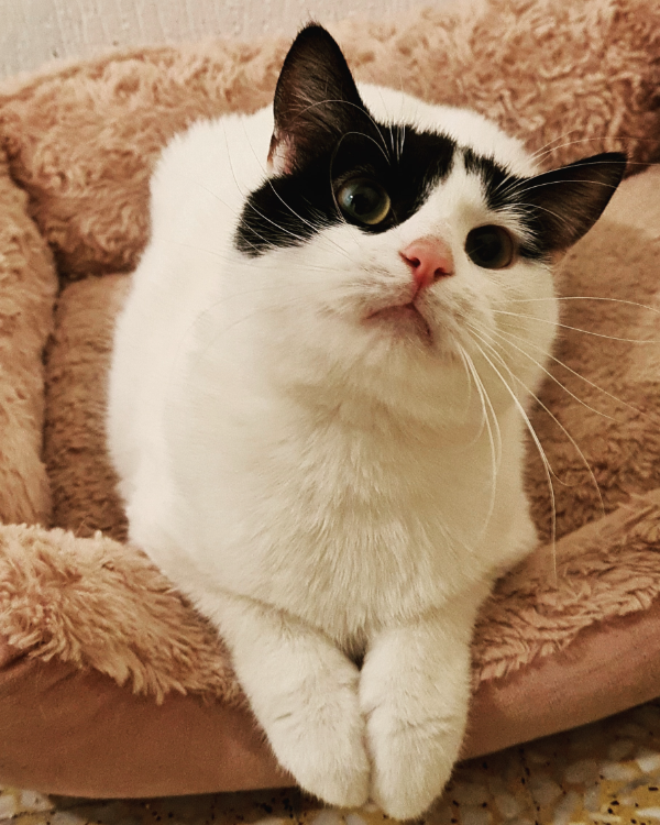 Missing Cat - Roussillon