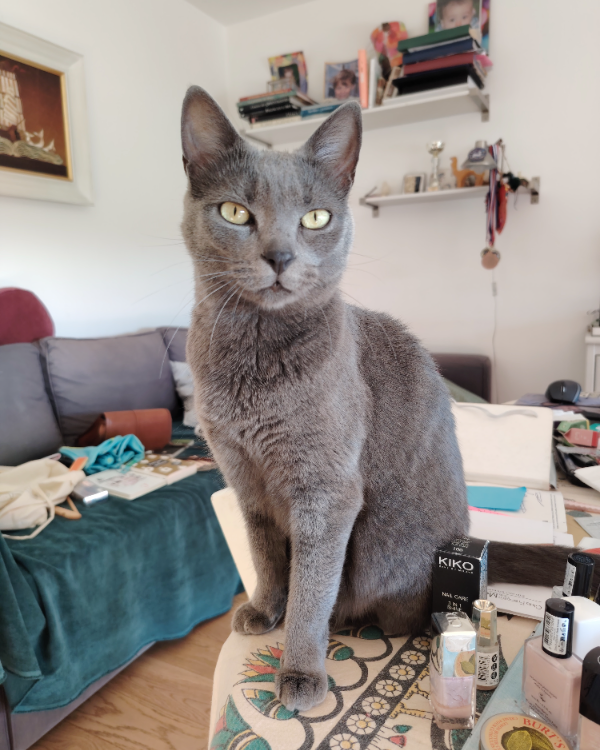 Missing Cat - Arzon