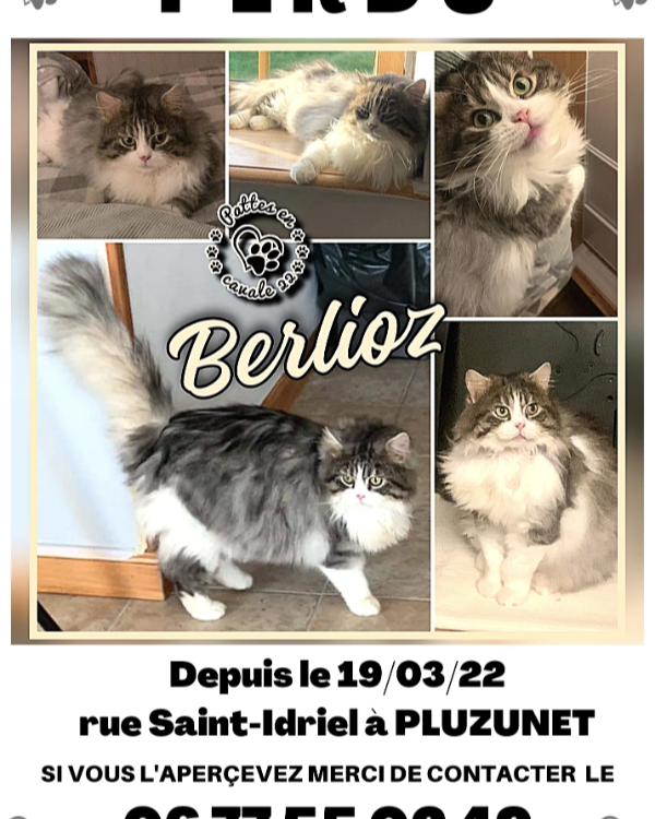 Missing Cat - Pluzunet