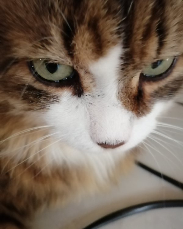 Missing Cat - Villers-lès-Nancy