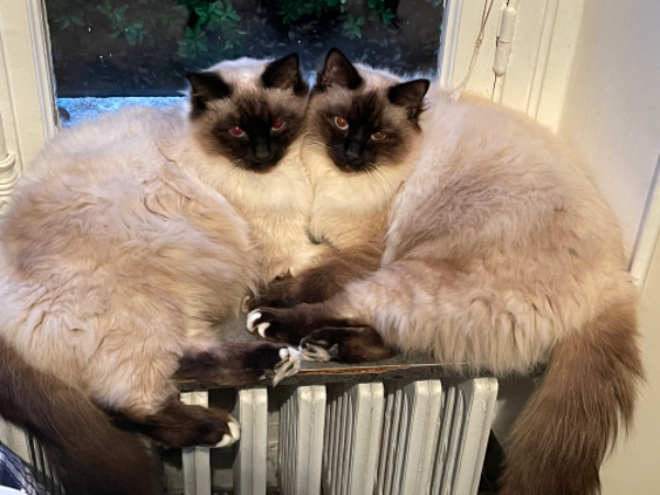 Missing Cat - Vernoux-en-Vivarais