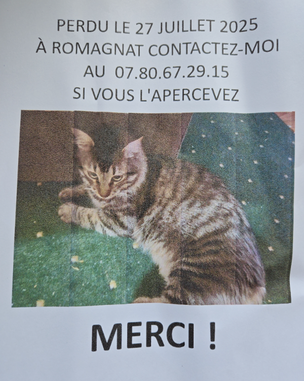 Missing Cat - Romagnat