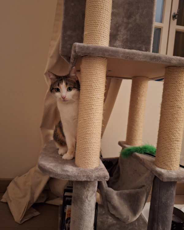 Missing Cat - Agen centre  06 64 73 02 16 