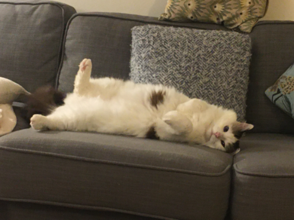 Missing Cat - Angerville-la-Martel